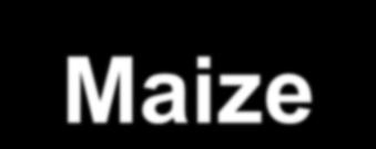 Maize -