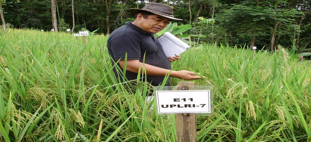 Upland rice (Oryza sativa) varieties for conservation agriculture