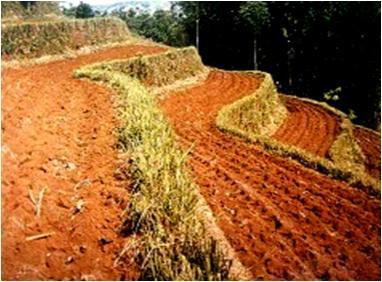 spaced at 8-10 meters apart to effectively protect the soil from erosion.