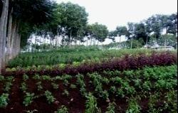 CAT: Good practices 4) Vegetable agroforestry Properly managed trees improve
