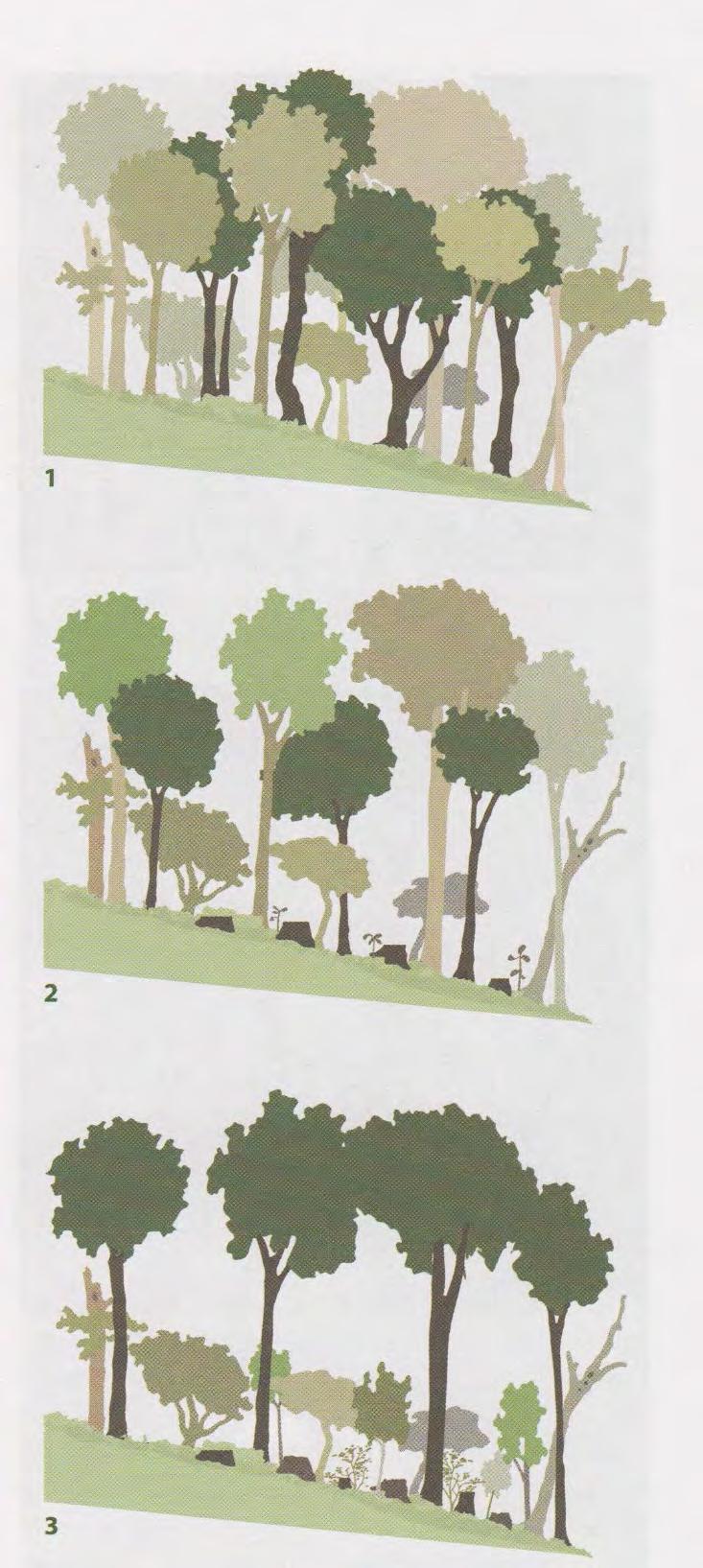 Successful Thinning 1) Remove trees with dark trunks (inferior and/or weak) 2) Remove trees