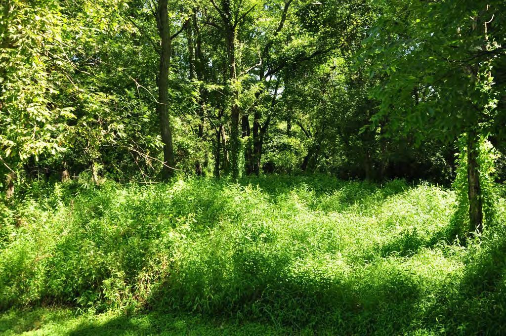 Existing Natural Areas: Considerations