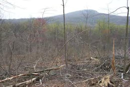 Small Clearcut:
