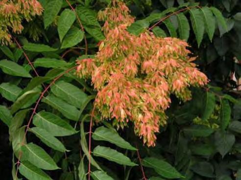 Common Invasive Species Ailanthus Aka: