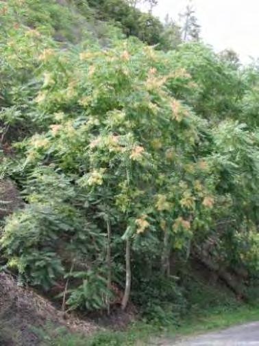 Common Invasive Species Ailanthus Highly aggressive Disturbed sites 300,000 seeds
