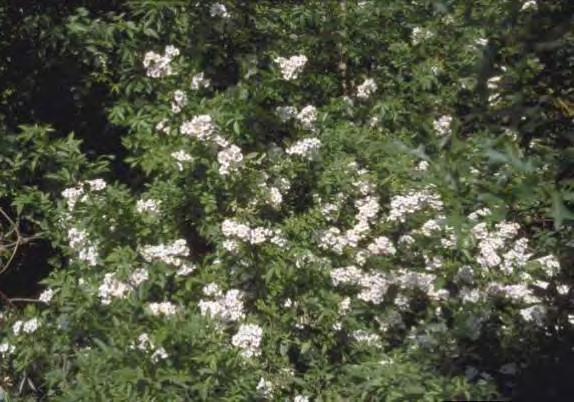 Common Invasive Species Multiflora Rose Introduced in 1860s from Asia Ornamental Erosion control Living