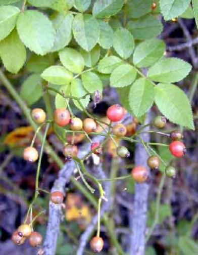 Common Invasive Species Multiflora Rose Means of spread Seed favored by wildlife Layering Forms