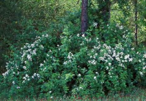 Common Invasive Species Multiflora Rose Control Mechanical Responds well to: Cutting Mowing Grubbing Repeat treatment necessary