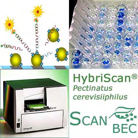 HybriScan I Pectinatus cerevisiiphilus The rapid and innovative test system for the identification of