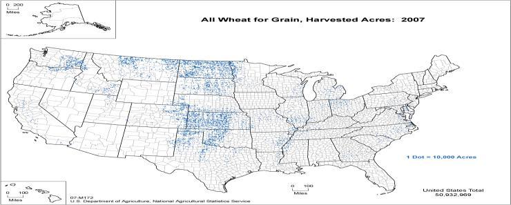 The most common is wheat (others are barley, rye, oats).