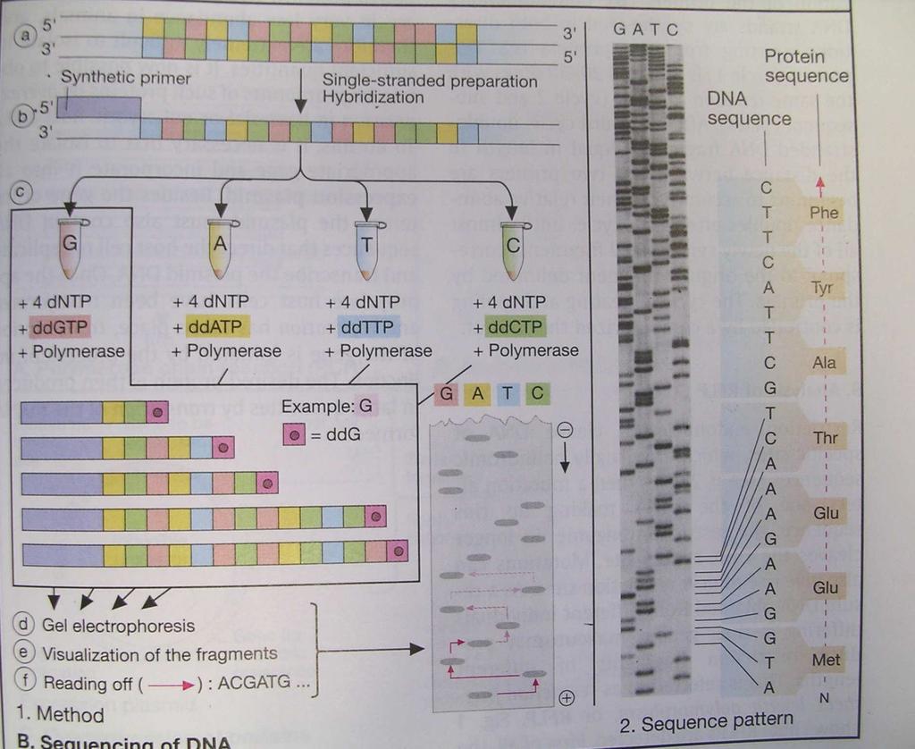 Sequencing DNA (Sanger s method) Courtesy of Color Atlas of Biochemistry Improvement by Leory