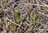 from ground Appearance of new growth from bulbs, etc Bud burst on woody plants Emergence or elongation of