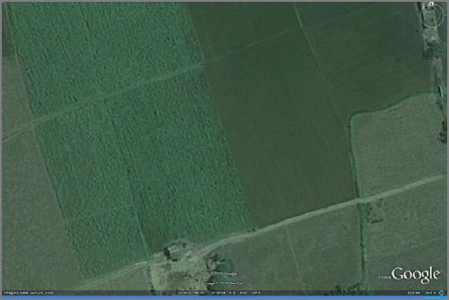 sugarcane using GPS coordinates of actual