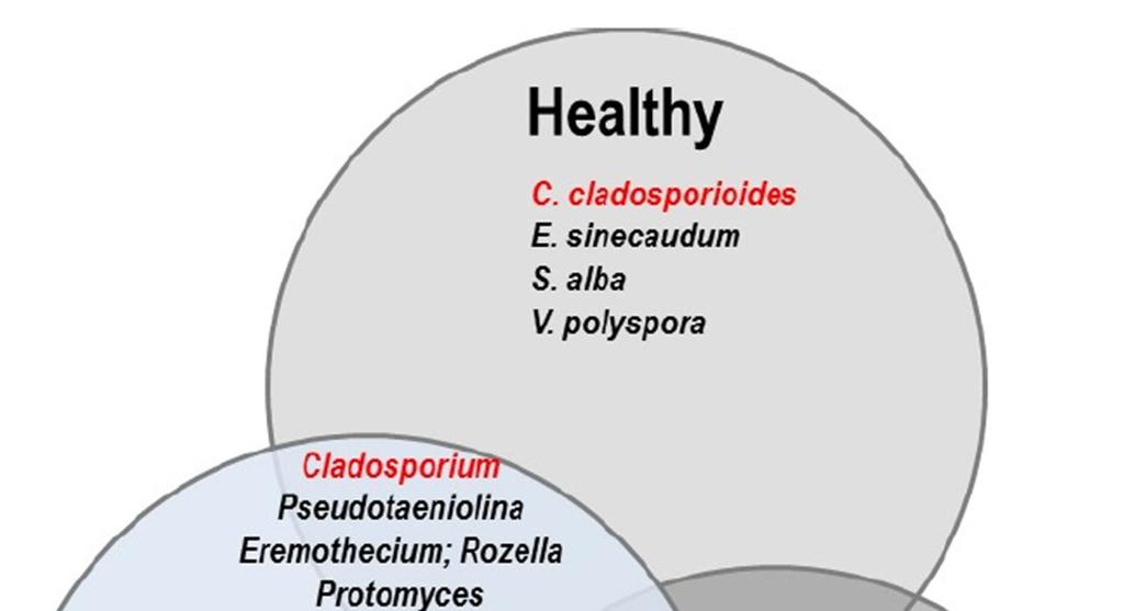 The lung mycobiome Most frequent phila: Ascomycota and Basidiomycota Healthy people: various