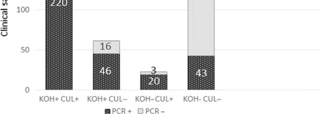 RESULTS from 3 sites (N=526) PCR POS in 96% KOH/cult pos samples Specificity: cross reaction between M. canis & M.