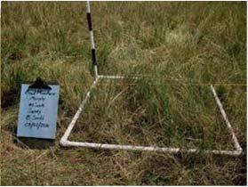 Monitoring rangeland Wildlife friendly fencing Seeding legumes/native grasses into meadows Planting