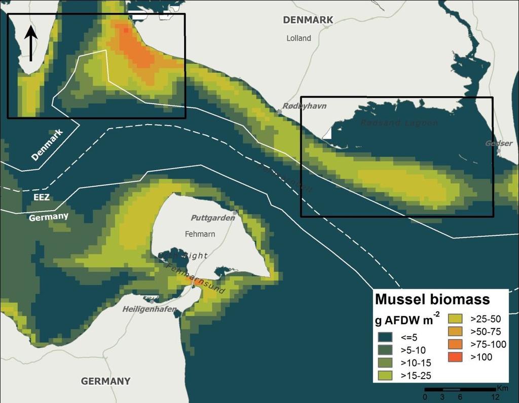 FIGURE 7.10.2 Map of mussel biomass (g AFDW m-2) in the Fehmarnbelt region Note: Rectangles inserted de-lineate areas where biomass was corrected for mussel condition.