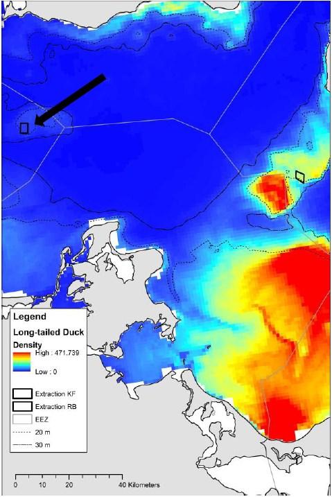 FIGURE 7.14.3 Distribution of four selected species of water birds during winter in relation to the location of the sand extraction site at Kriegers Flak and Rønne Banke.