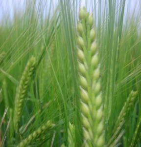 Public, privat partnership for pre-breeding - (PPP) Support development of Nordic plant breeding for longterm needs in