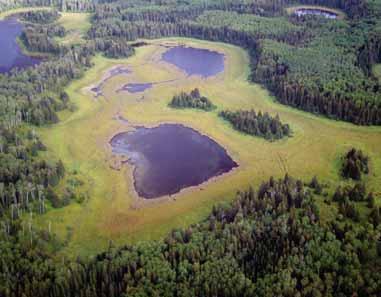 The peat land wetlands found in the boreal forest store 19 million tonnes of carbon. That s almost 100 times Canada s annual carbon emissions.