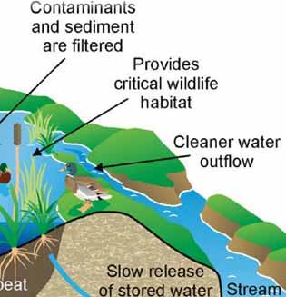 MANITOBA WATER COUNCIL wetland Wetlands are unique transition