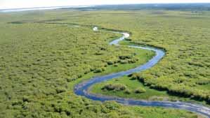 They receive their water from groundwater or streams. Swamp Swamps are characterized by tall shrubs or trees.