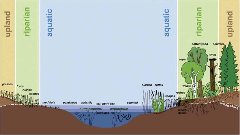 Wetlands have three parts: Upland: This is the dry land surrounding a wetland, may have trees shrubs grasses and many types of vegetation.