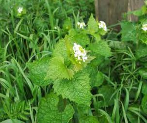 In the past Garlic Mustard (Allaria petioloata) was used for medicinal purposes and as an herb in food.
