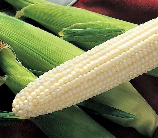 Acquisition of Maize Research Institute (MRI) in Zambia Diverse white corn