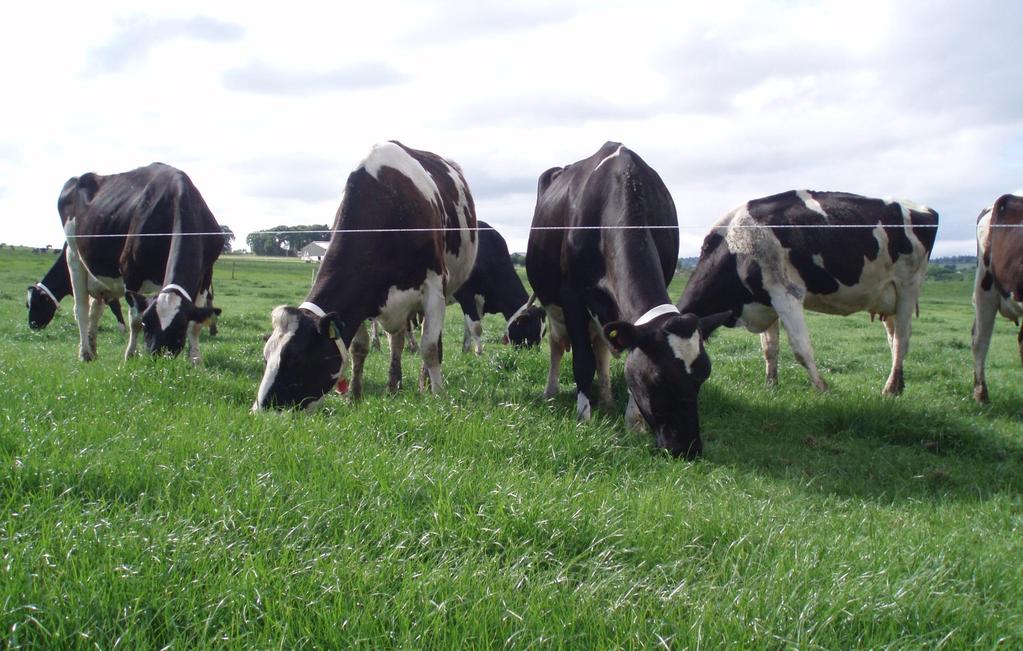 Possibilities and constraints for grazing in high output dairy systems Deirdre Hennessy 1, L. Delaby 2, A. van den Pol-van Dasselaar 3,4 and L.
