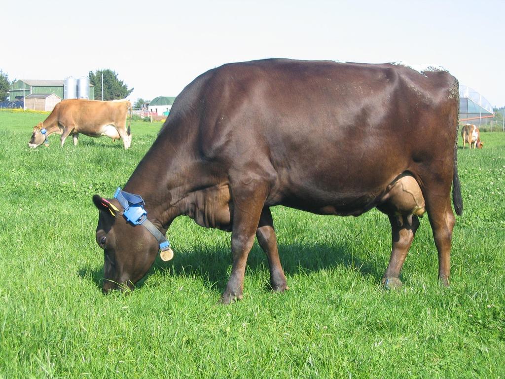 Milk solids yield (kg/cow/year) Crossbreeding 450 400 350 300 407 392 424 250 200 Holstein