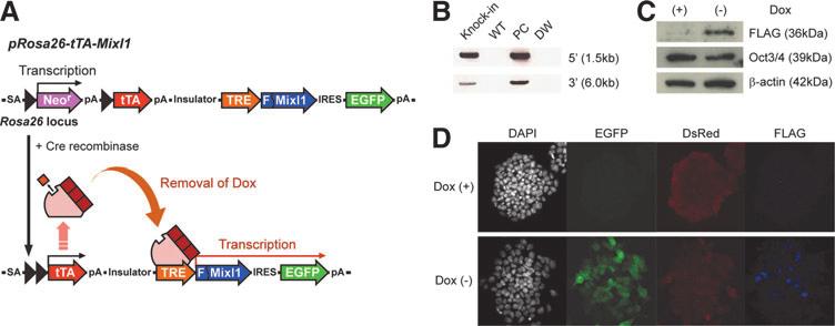 SUPPLEMENTARY FIG. S1. Generation of Mixl1-inducible ESCs using a single cassette Tet-Off regulatory system, related to Fig. 1. (A) Schema of system for inducing Mixl1 expression in Rosa26 locus.