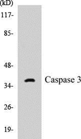 Anti-Caspase 3 Antibody The Anti-Caspase 3 Antibody is a rabbit polyclonal antibody. It was tested on Western Blots for specificity. The data in Figure 4 shows that a single protein band was detected.