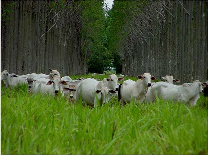Integrated Crop-Livestock-Forestry