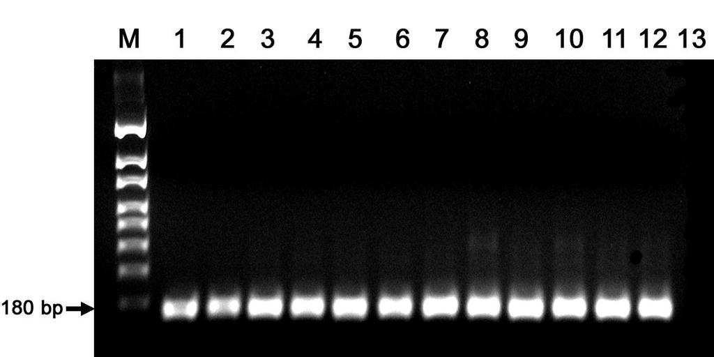 Figure 1 shows that the target PCR product of 180 bp fragment of Arabidopsis ubiquitin 10 gene is seen from all 12 genomic DNA samples.