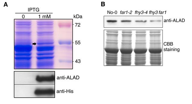 (B) Relative expression of genes involved in tetrapyrrole biosynthesis in the fhy3 far1 double mutant compared with No-0 WT seedlings grown in darkness for 5 d.