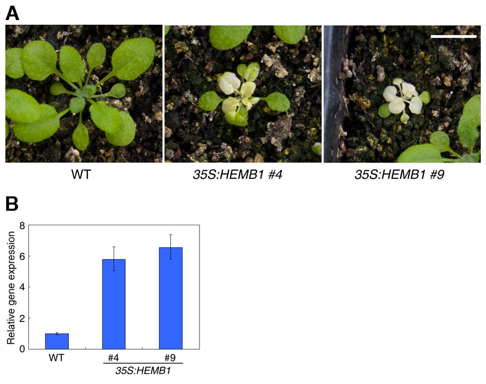 Supplemental Figure 6. Phenotype of HEMB1 Overexpression Plants.