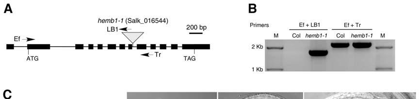Supplemental Figure 7. Identification and Characterization of HEMB1 T-DNA Insertion Mutant.