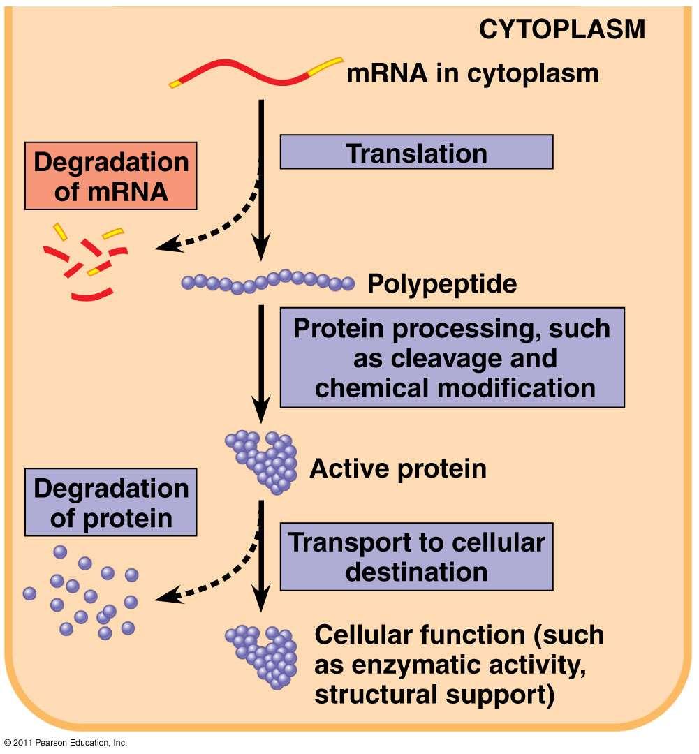 Regulation of mrna: micro RNAs (mirnas) and small interfering