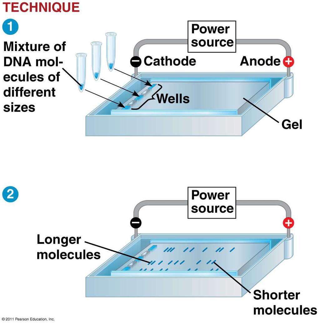 Gel Electrophoresis: used to separate DNA molecules on