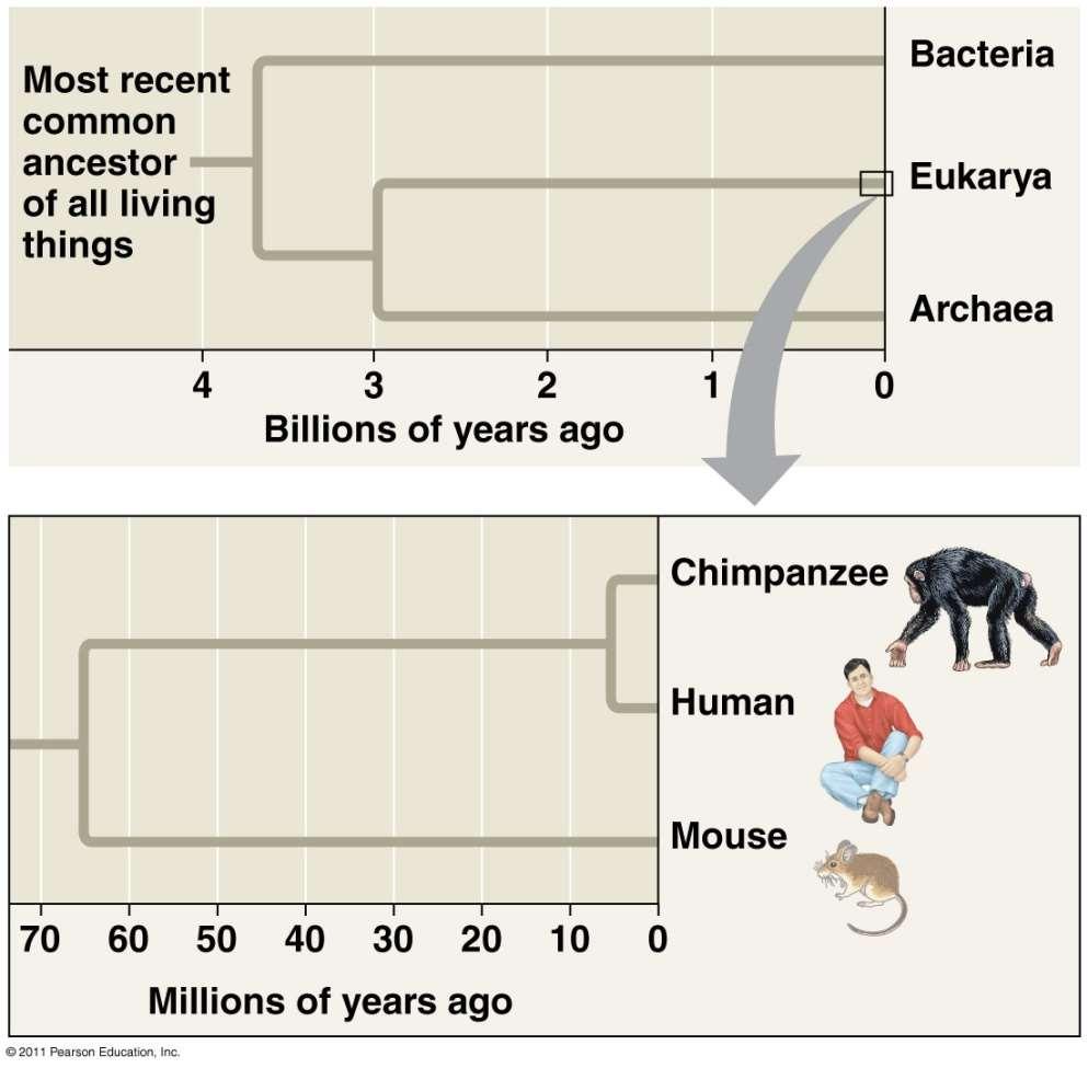 Evolutionary Development (Evo-devo) Compares developmental
