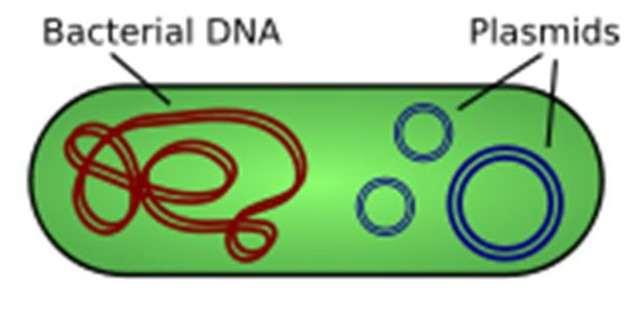 Plasmids Small ring of DNA that carries a few genes Replicates separately from bacterial