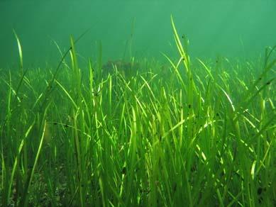 Most of the seagrass occurs within a narrow depth range (-1 to +1 m). As with a lawn, seagrass needs light to thrive.