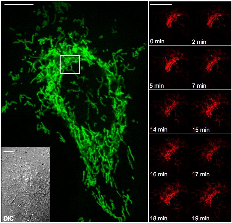 Supplementary Figure 15: Tracking mitochondria dynamics in live HeLa cells. Mitochondria in live HeLa cells was marked by meos3.2-mito.