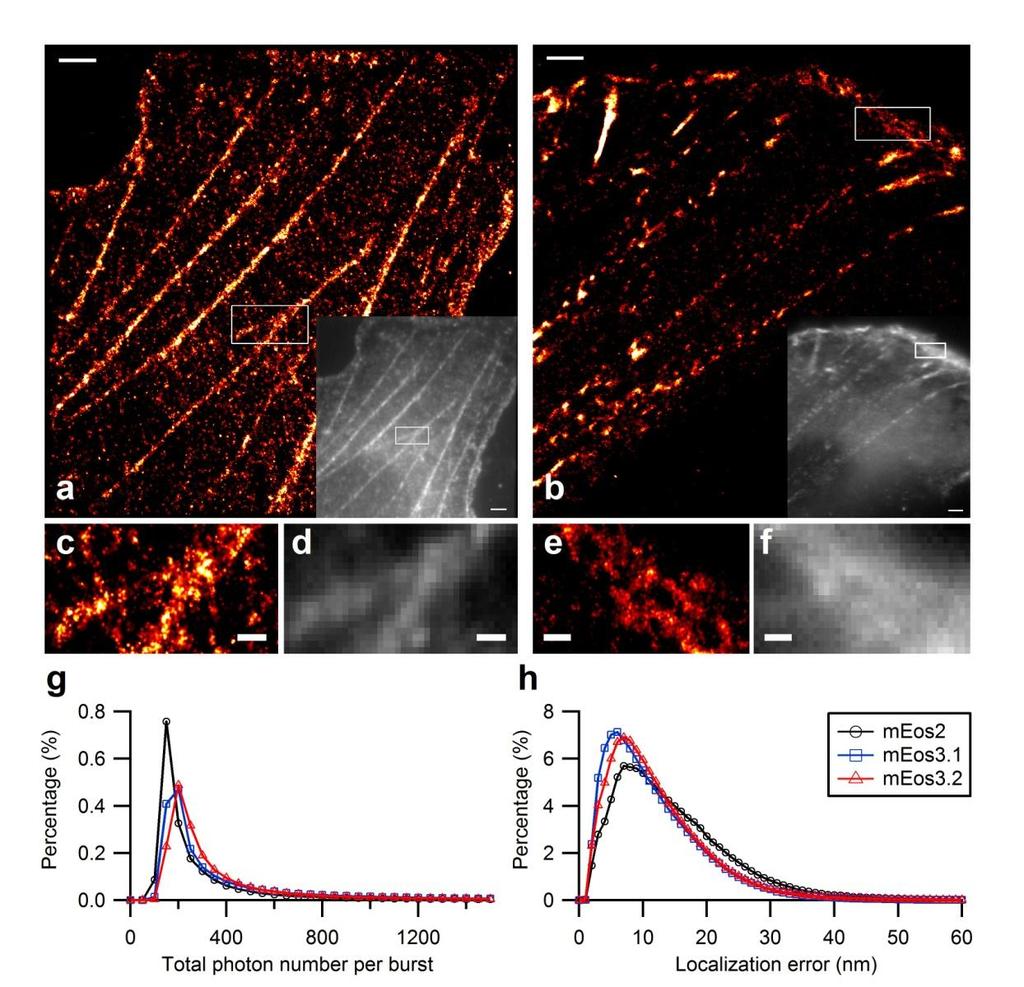 Supplementary Figure 16: Comparing the performance of meos2, meos3.1 and meos3.2 in PALM imaging. PALM and TIRF (lower right corner) images of BS-C-1 cells expressing β-actin fused with meos3.