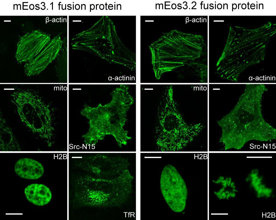Supplementary Figure 8: Localization of meos3.1 and meos3.2 fusion proteins. HeLa cells expressing meos3.1-β-actin, meos3.1-α-actinin, meos3.1-mito, meos3.1-src-n15, meos3.