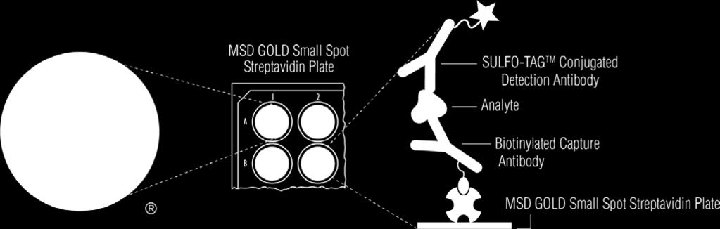 Principle of the Assay Individual assays are supplied on MSD GOLD Small Spot Streptavidin Plates (Figure 1).