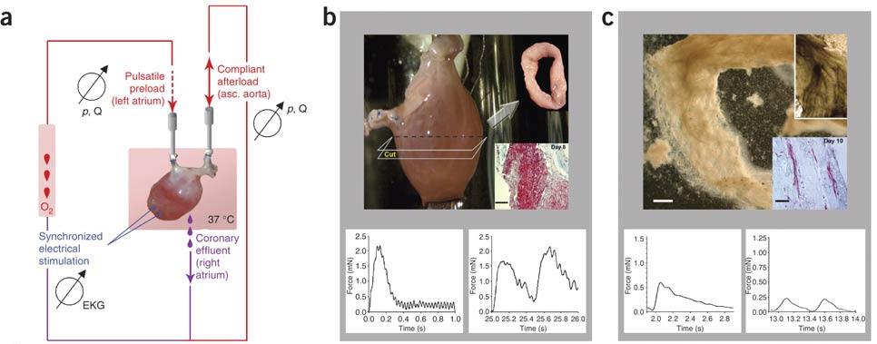 Scaffolds from Decellularized Organs: Heart Seeded with neonatal cardiac cells and