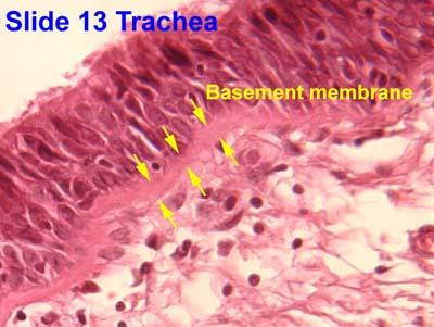ECM that Underlie all epithelial and endothelial sheets and tubes.
