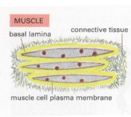 Separate them from connective tissue or another layer of cells
